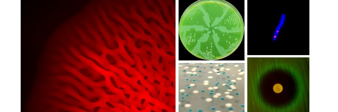 Bacterial Genetics and Evolution Lab banner