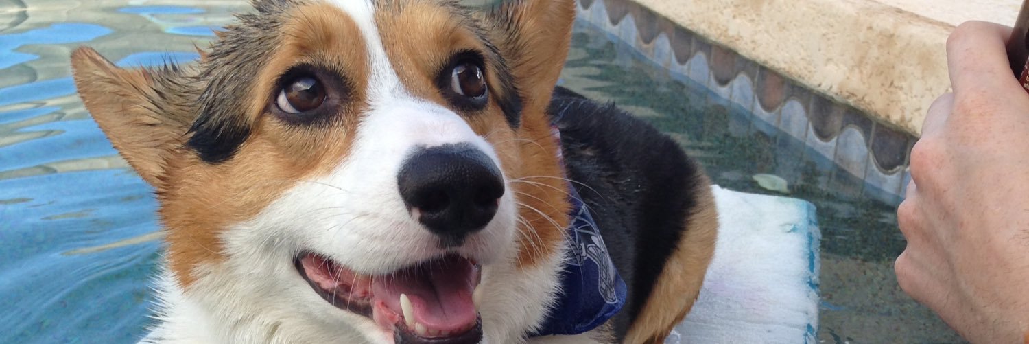 NuggetTheCorgi's profile banner image