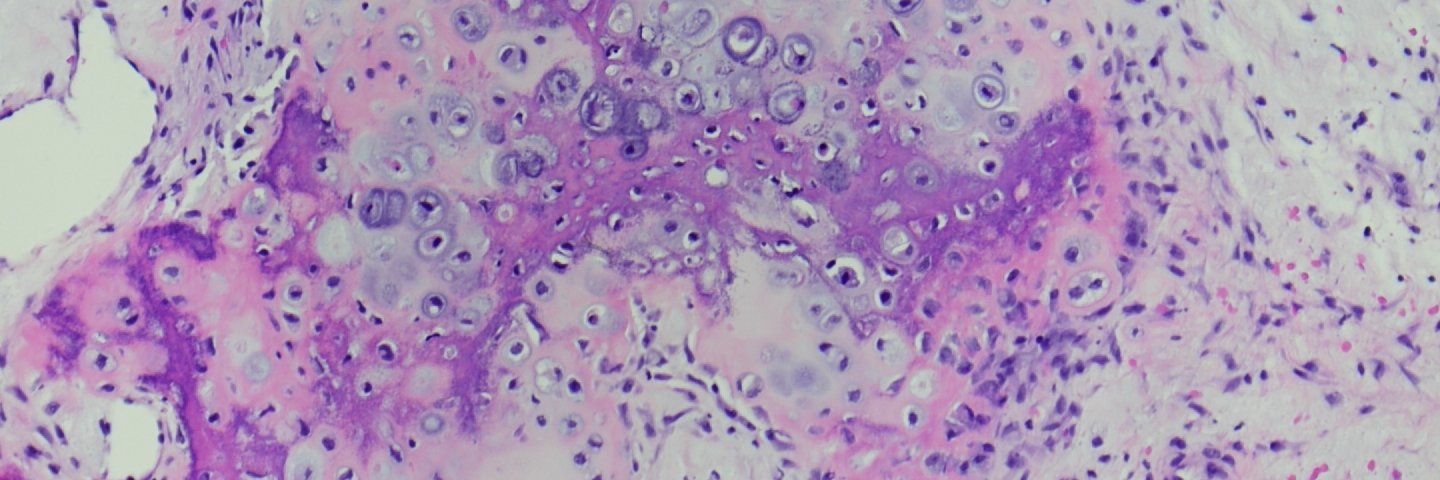 BST Path Education banner