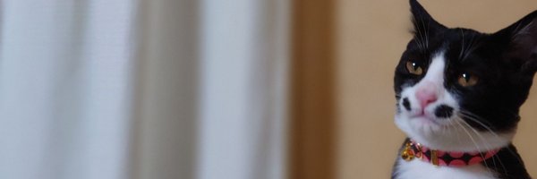 chatnoir8888 Profile Banner