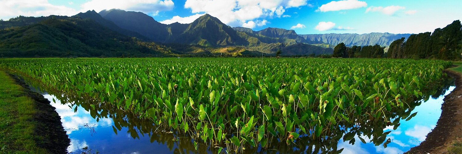 aloha_aina's profile banner image