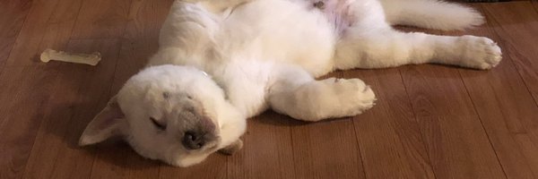 f80kai Profile Banner