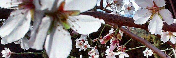 lidillaps's profile banner image