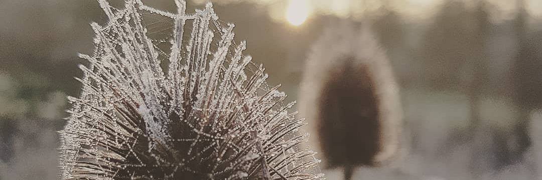 Solène Lapouge banner