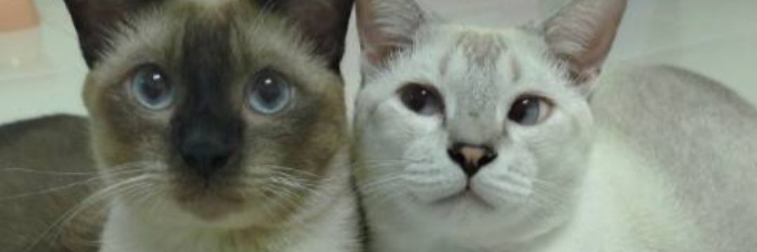 tha_chayyy's profile banner image