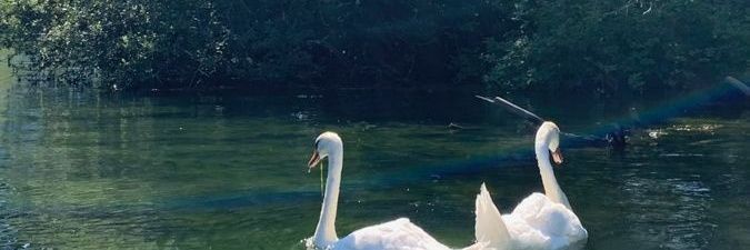 Aqua banner