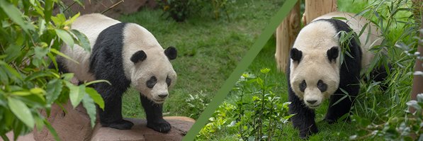 San Diego Zoo Wildlife Alliance's banner