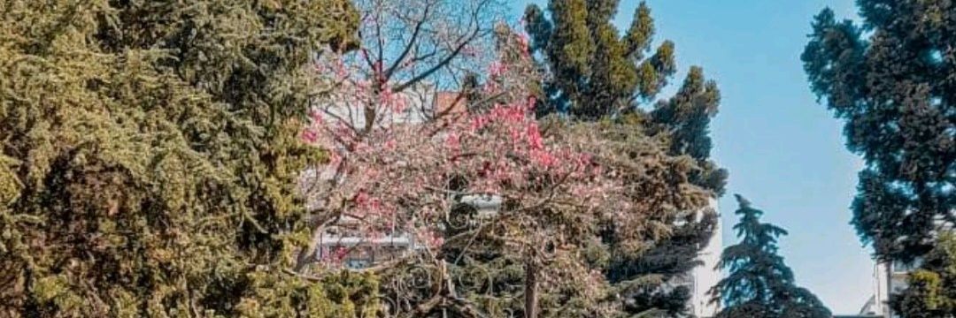 Male calderone banner