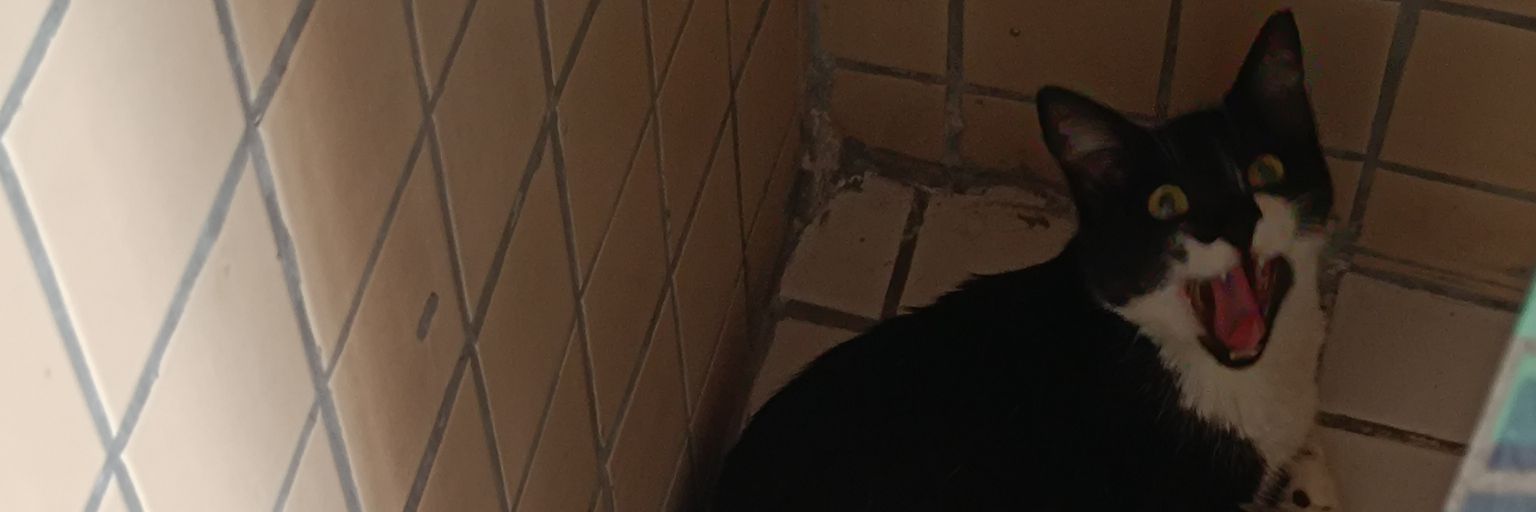 larissa. 🍏 banner
