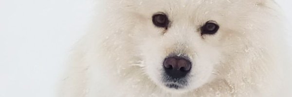 pipi_micka Profile Banner