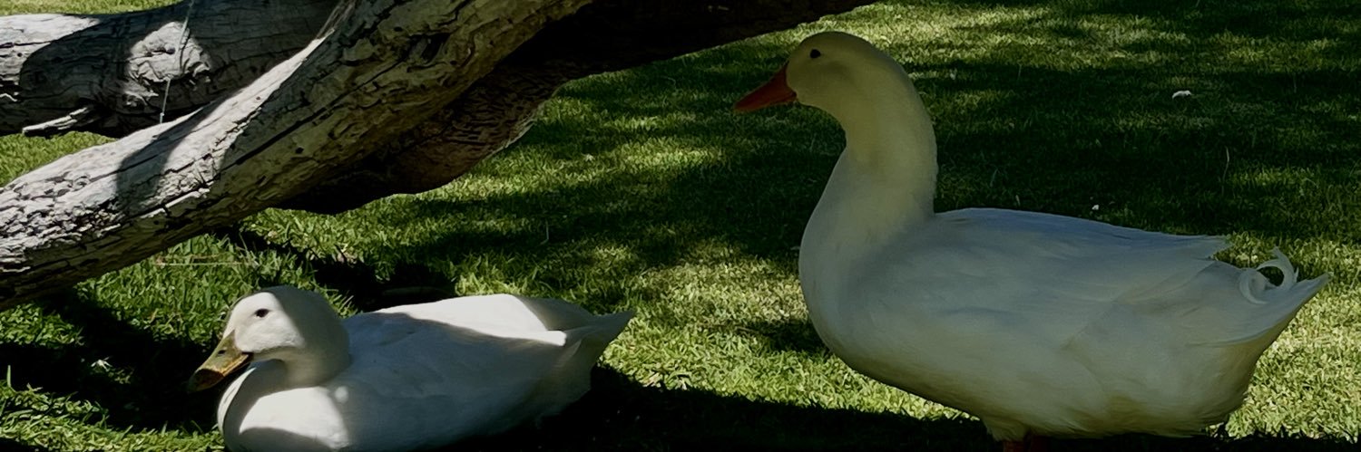 Valeria Vázquez banner