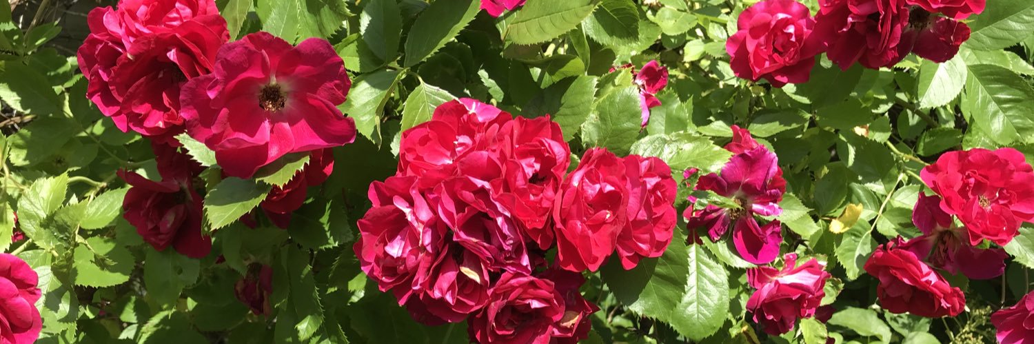RogerSjberg1's profile banner image