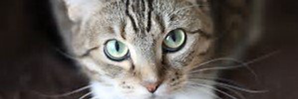 SPCASwift Profile Banner