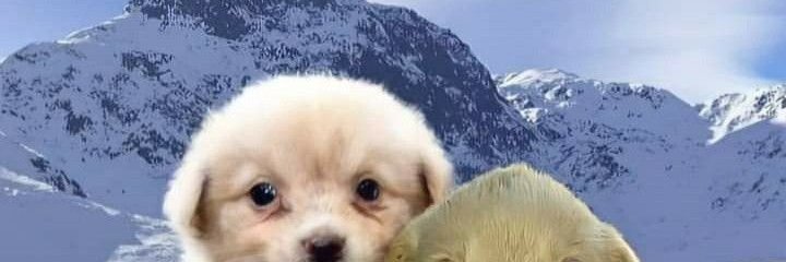 dan🇧🇬 banner