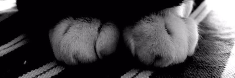 SanGarcci's profile banner image