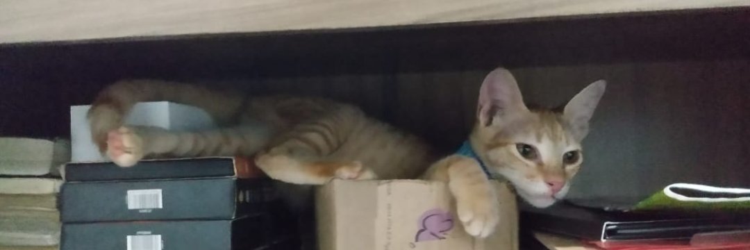 KaioBotelho95's profile banner image