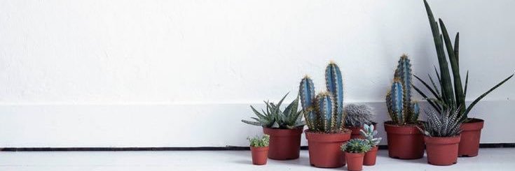 zoedep's profile banner image