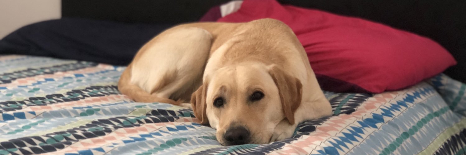 RuthDelPi's profile banner image