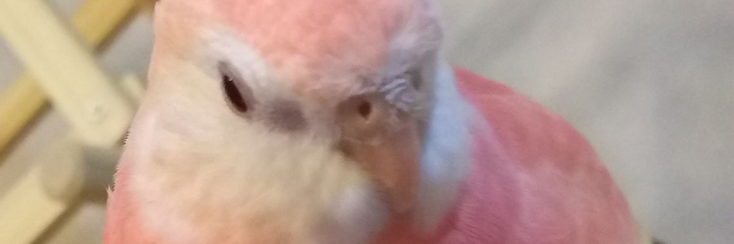 FlyingPenguin67's profile banner image