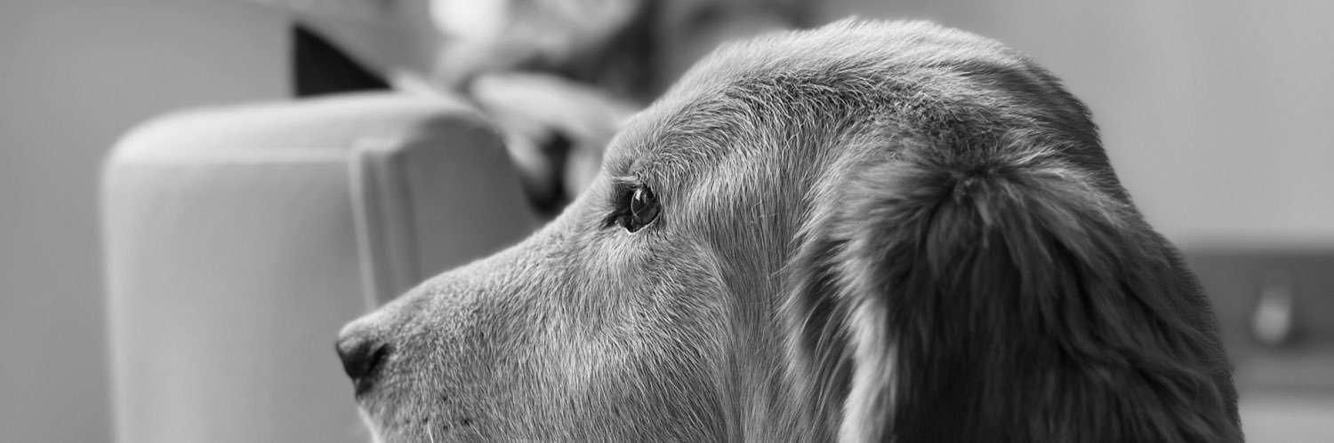 catttlnd's profile banner image