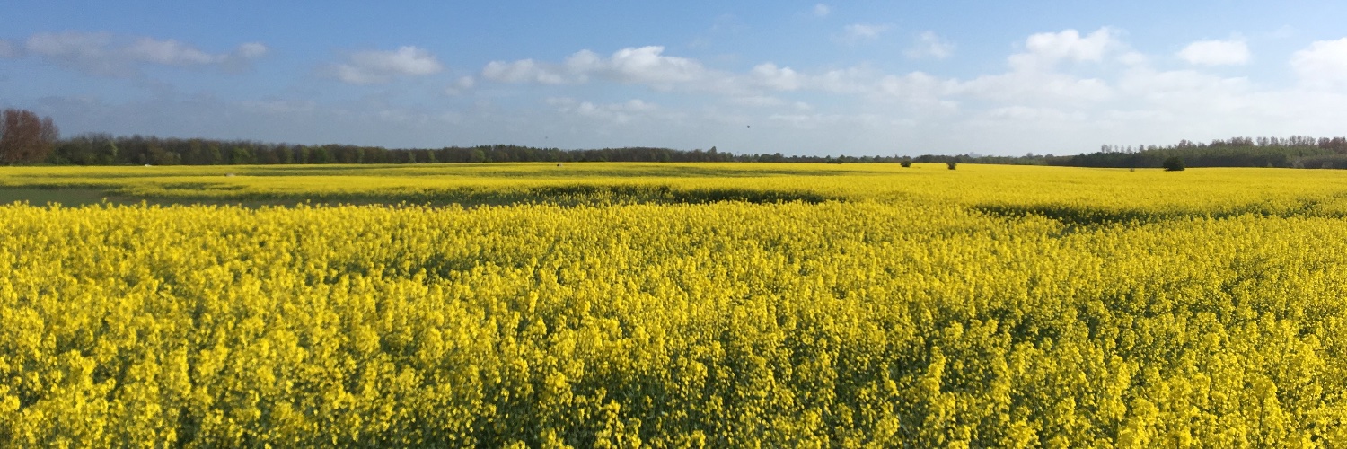 Guillermo Rehermann banner