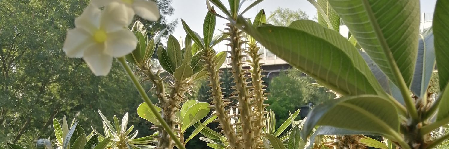 ČauČesku(o) banner