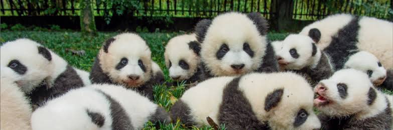 ドンパンダ@取引用 banner