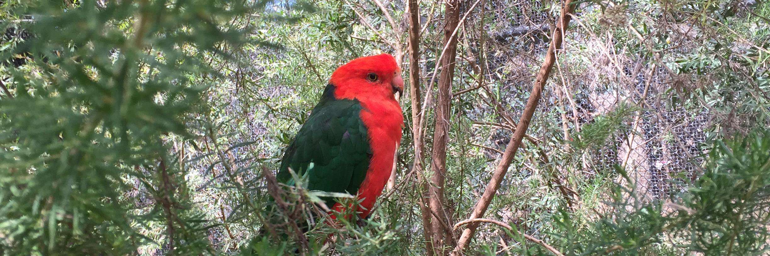 BirdKateAU's profile banner image