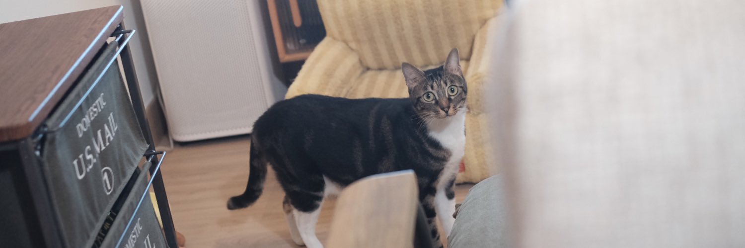 0xCoolkitten|🧠SENT banner