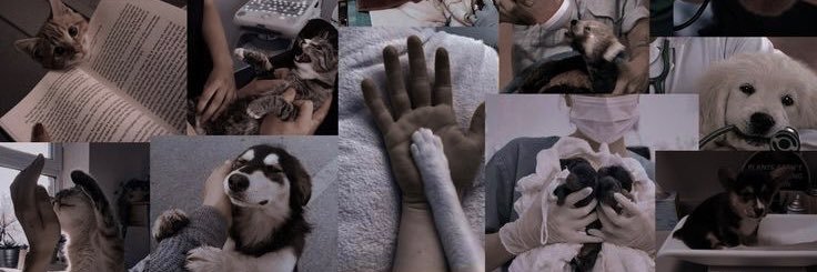 𝚉𝙾𝙴𝚈 .ᐟ banner
