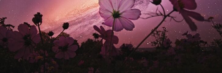 daisybainy's profile banner image