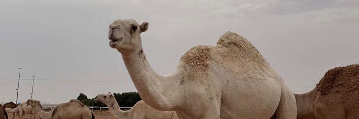 ABUBADR9200's profile banner image