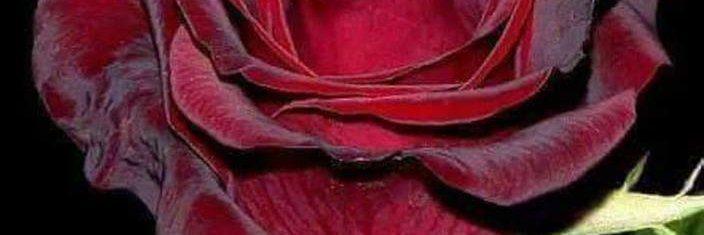 sahran1955's profile banner image