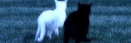 maria୨˚̣̣̣୧ banner