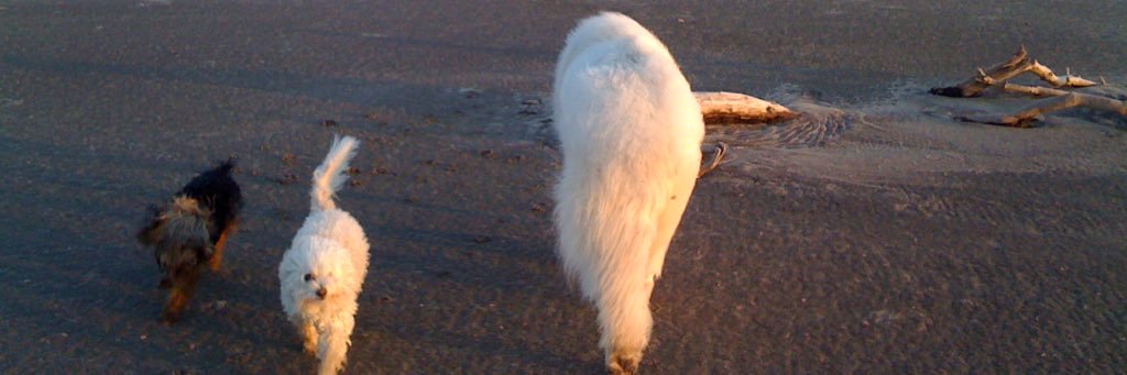 mabvet's profile banner image