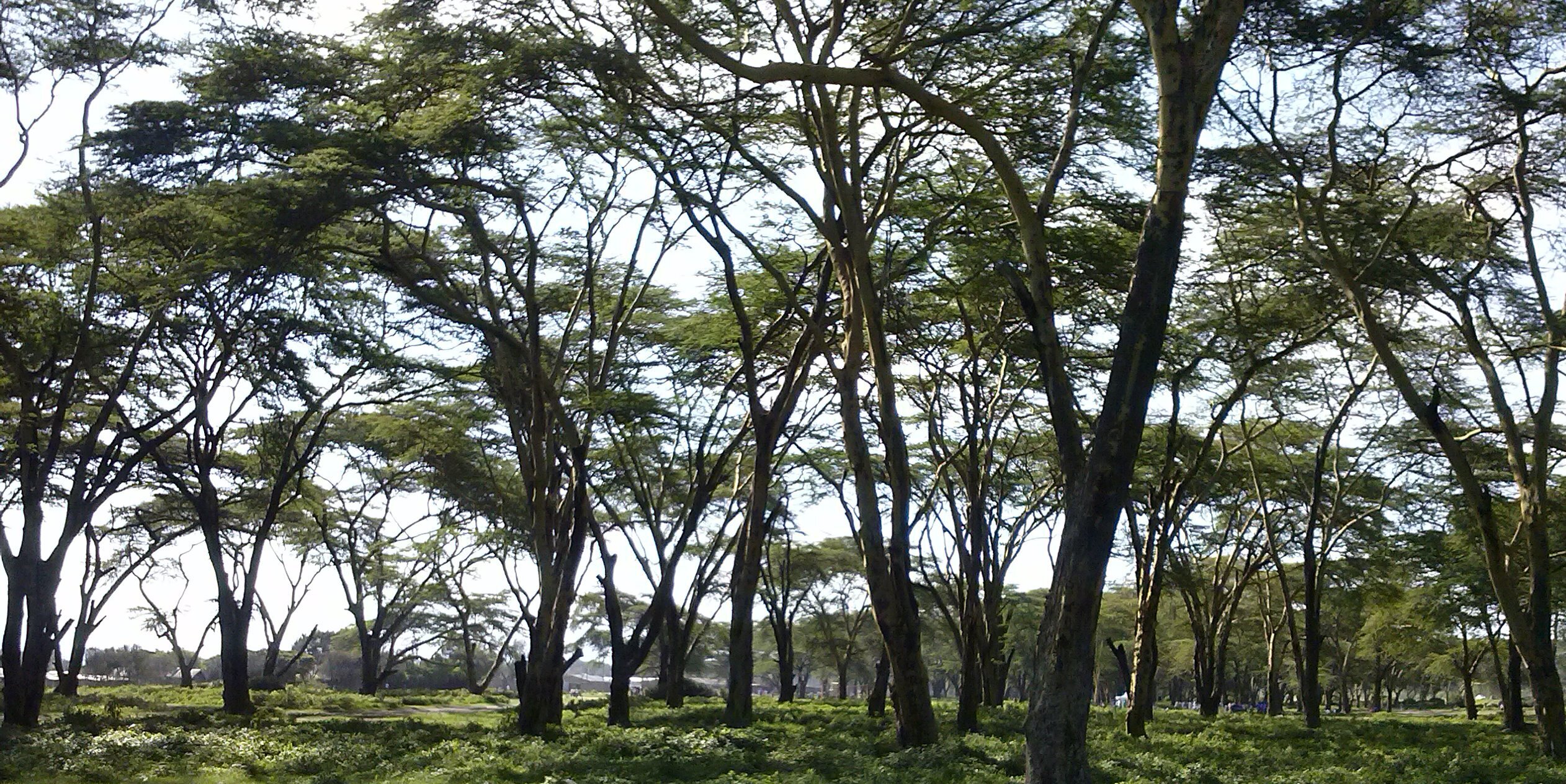 dmidega's profile banner image
