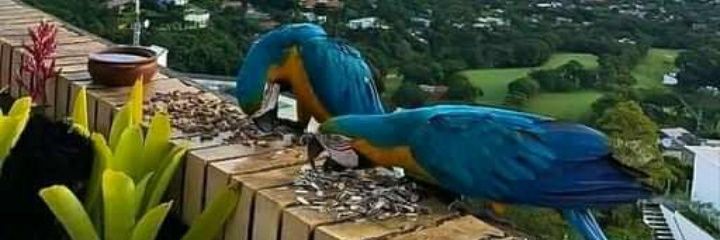 Reinaldo700's profile banner image