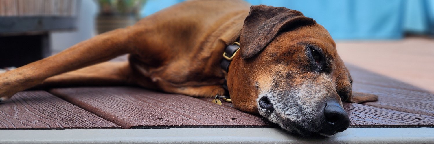 ʜᴀɴᴋ ᴄʜᴇɴ banner