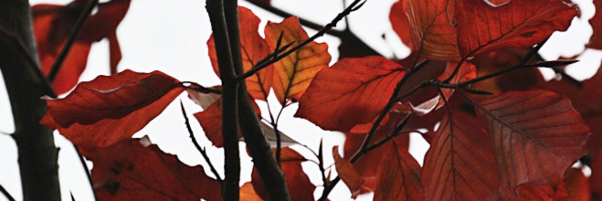 westrowc's profile banner image