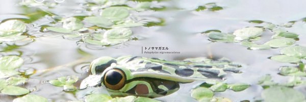 NTC_ikimon Profile Banner