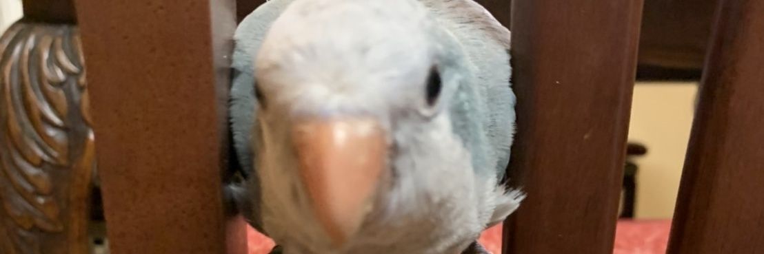 bluebirduri's profile banner image