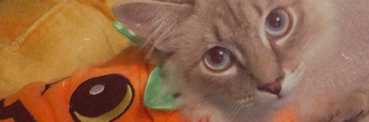 stephanienmutti's profile banner image
