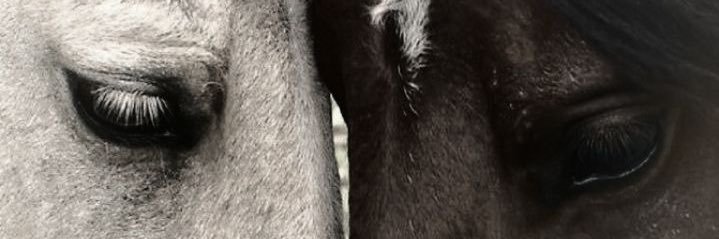 Humwoman🪽 banner