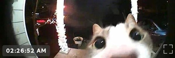 thecatdeity Profile Banner