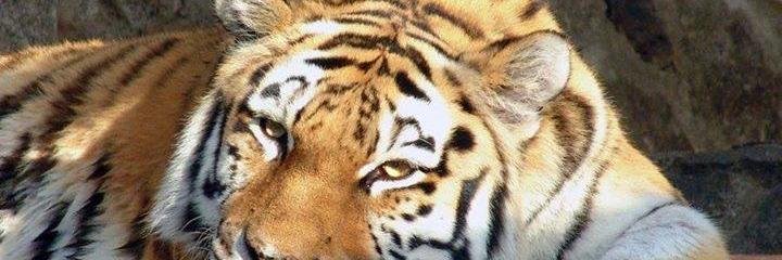 MrsTigercat's profile banner image