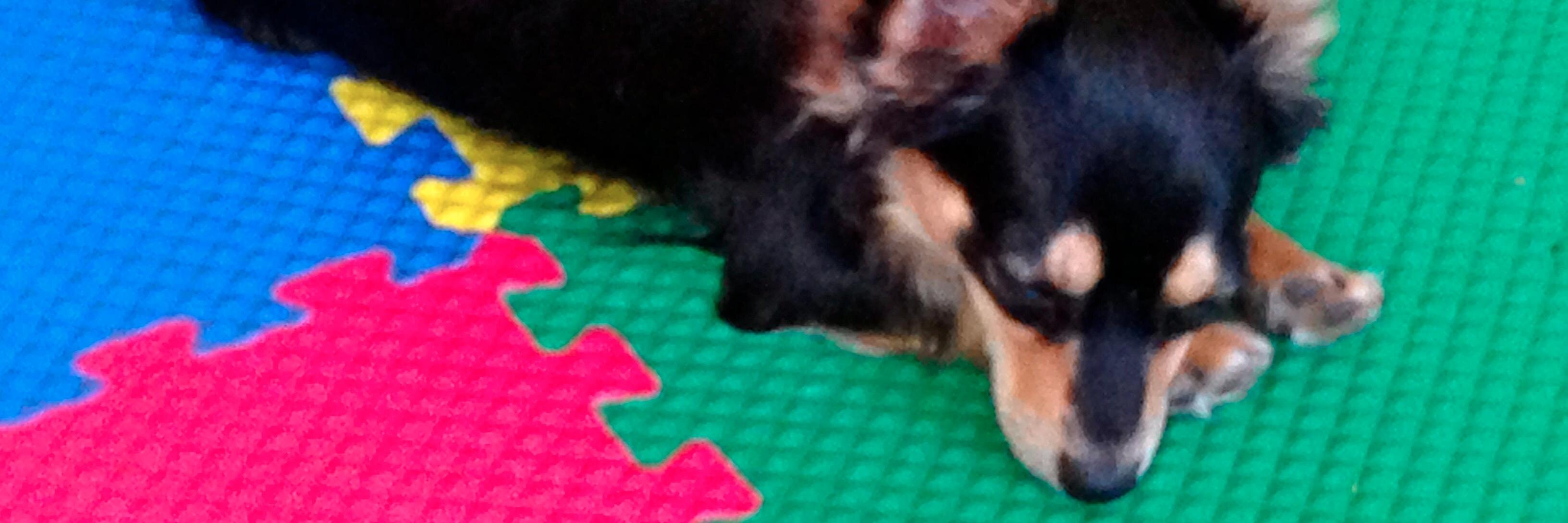 WonderDogllc's profile banner image