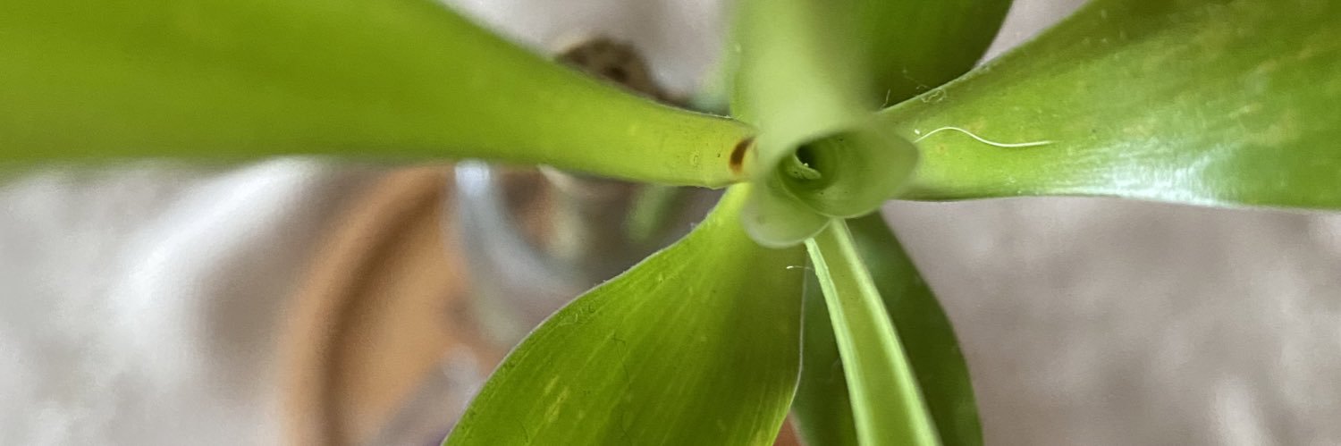 gilmarym's profile banner image