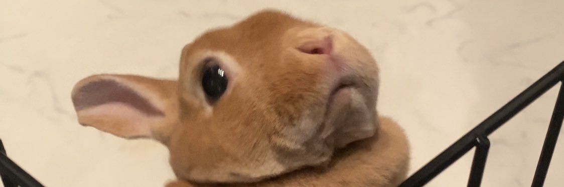 モチモチうさぎのムギ🐰ミニレッキス's banner