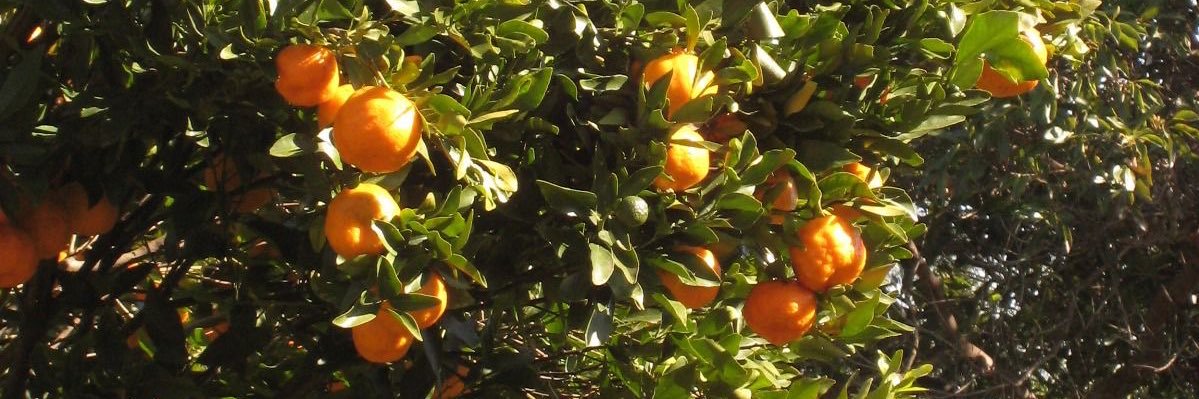 lala-nji 🍊 banner
