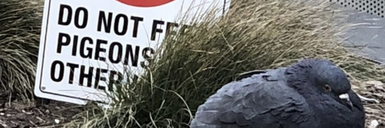 Sunny banner